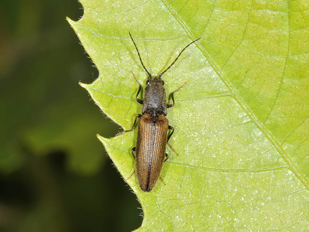 Elateridae n 2 - Athous bicolor